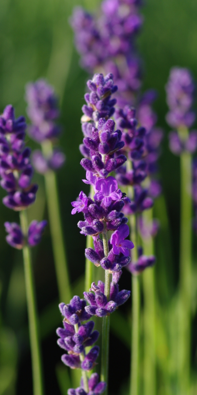 01. Inspiration lavande (1)