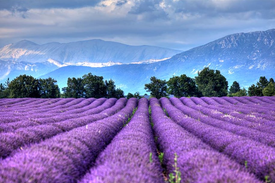 valensole-lavande-provence-2 (1)